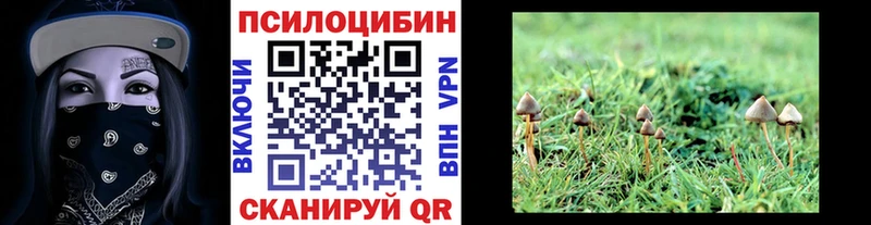 Купить где  Зима  Псилоцибиновые грибы Psilocybine cubensis 